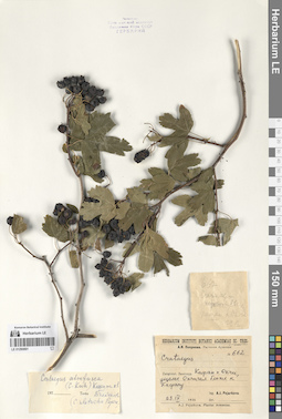 LE 01290891