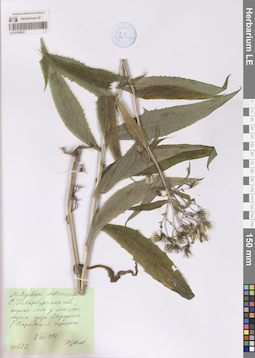 LE 01206341