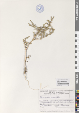 LE 01294106