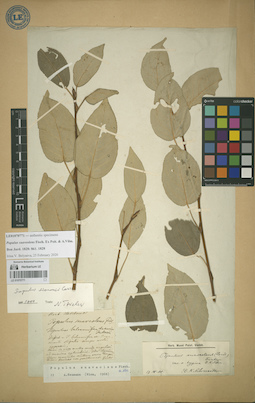 LE 01070771