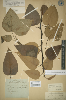 LE 01070774