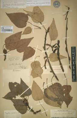 LE 01070775