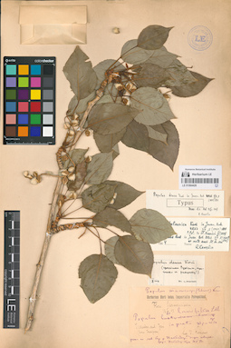 LE 01064426