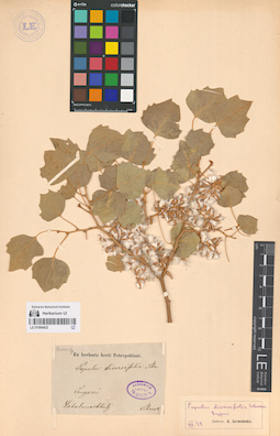 LE 01064432