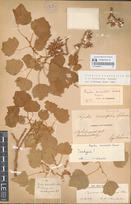 LE 01064442