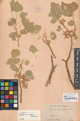 LE 01064446