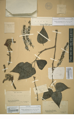 LE 01012894