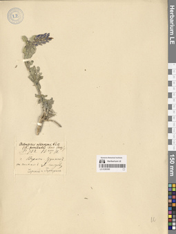 LE 01293300