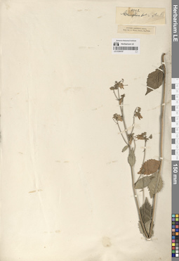 LE 01294197