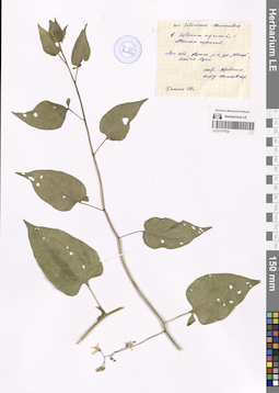 LE 01177132