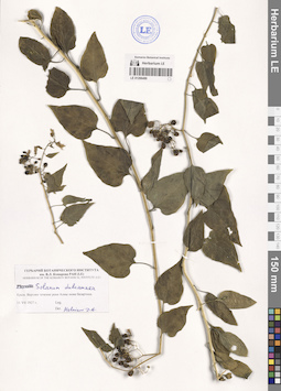 LE 01206489