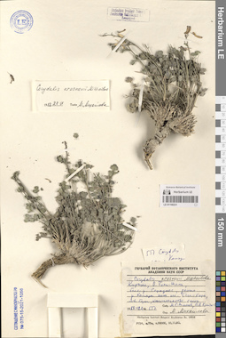 LE 01150231
