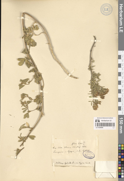 LE 01280906