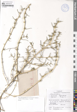 LE 01294439