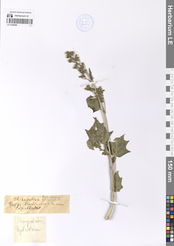LE 01200585