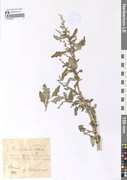 LE 01200606