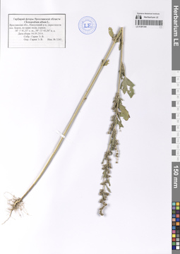 LE 01201344