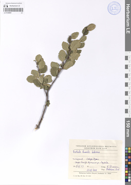 LE 01208981