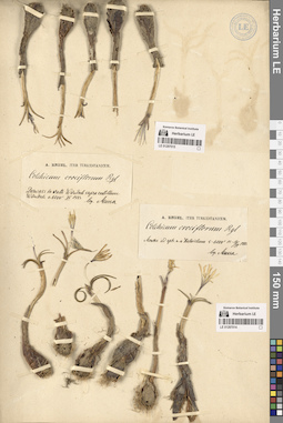 LE 01297015