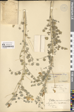 LE 01297040