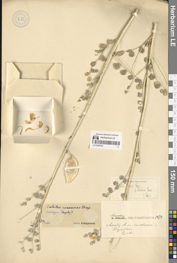 LE 01297041