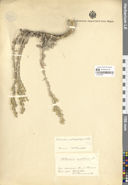 LE 01297206