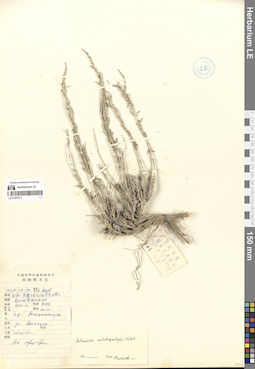 LE 01297211