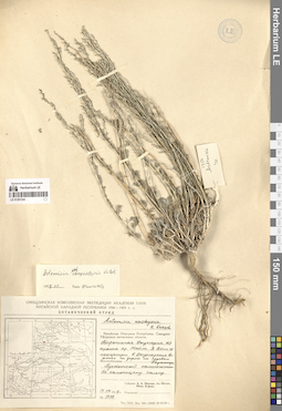 LE 01297244