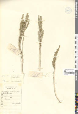 LE 01297254