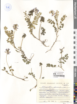 LE 01293786