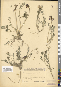 LE 01293815