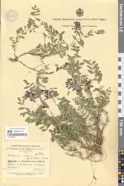 LE 01293901