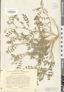 LE 01036281