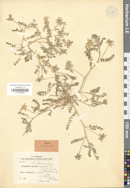 LE 01036283