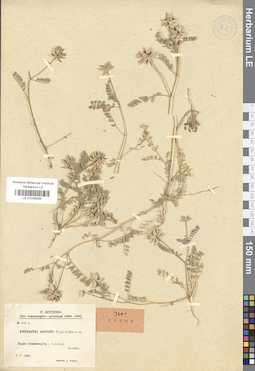 LE 01036284