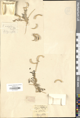 LE 01036297