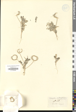 LE 01036299