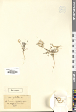 LE 01036300