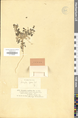 LE 01036306