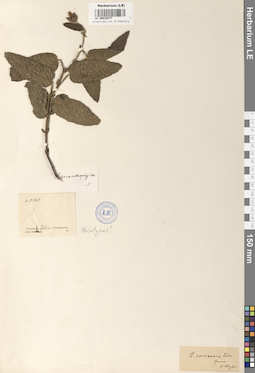 LE 00018277
