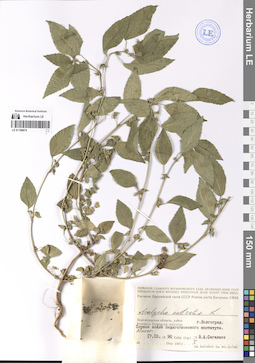 LE 01199870
