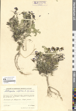 LE 01300369
