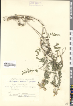 LE 01300401