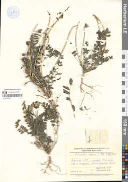 LE 01300421