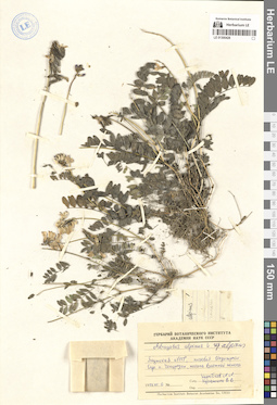 LE 01300428