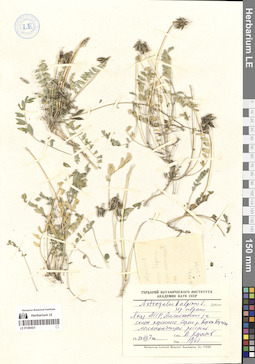 LE 01300431
