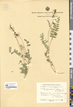 LE 01300439