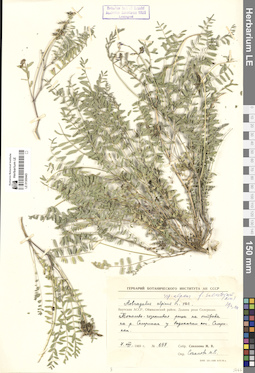 LE 01300443
