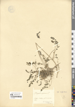 LE 01300474