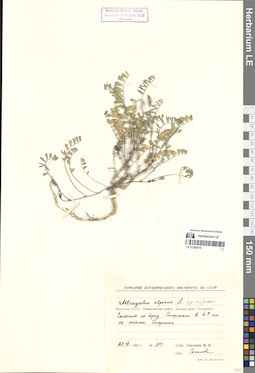 LE 01300478